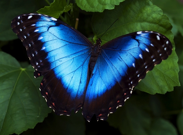Blue-Morpho-Butterfly